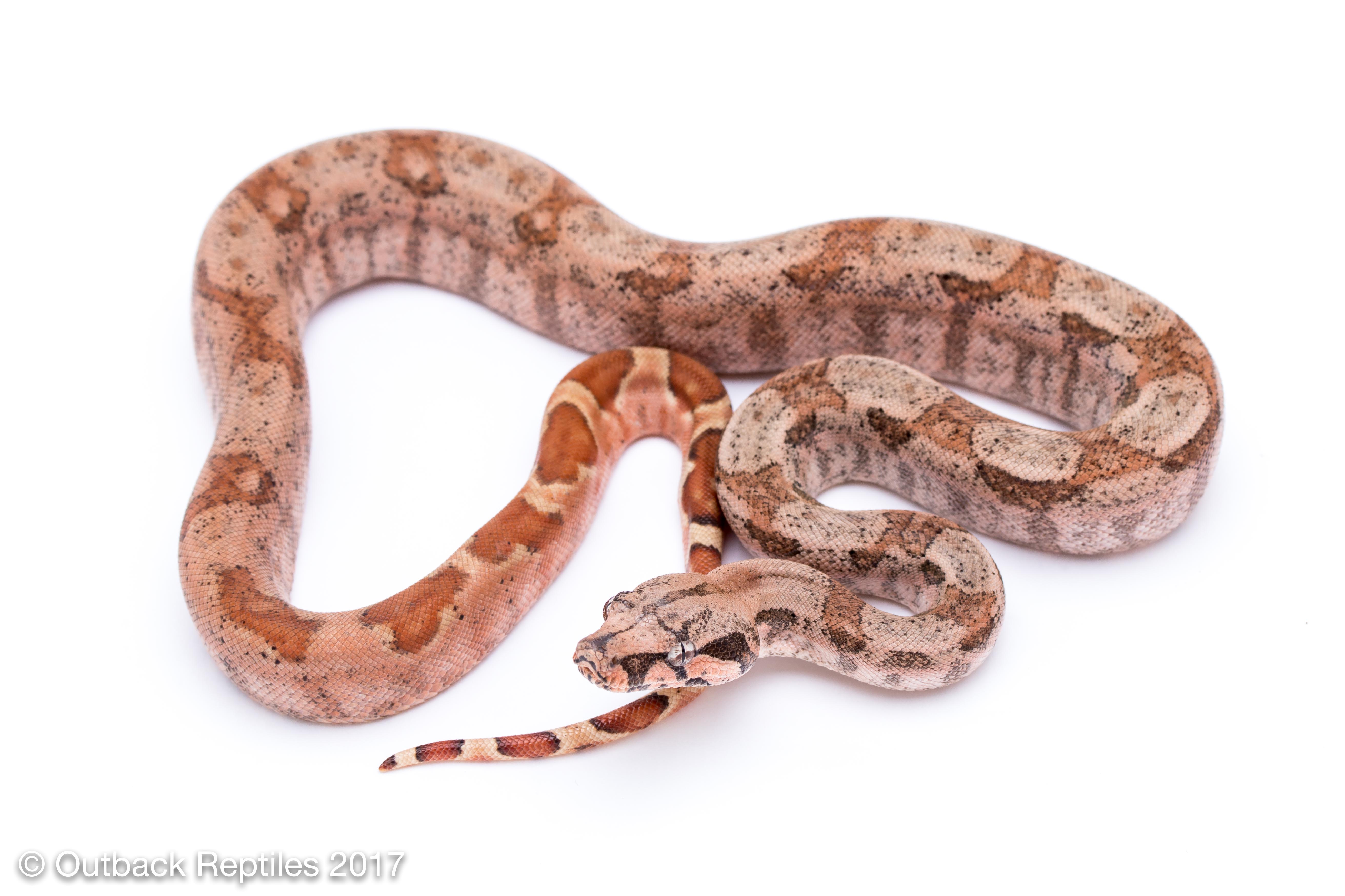 Red Tailed Boas - Boa constrictor sp. 