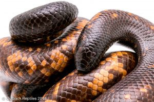 Calabar burrowing pythons for sale. Buy calabar pythons today!