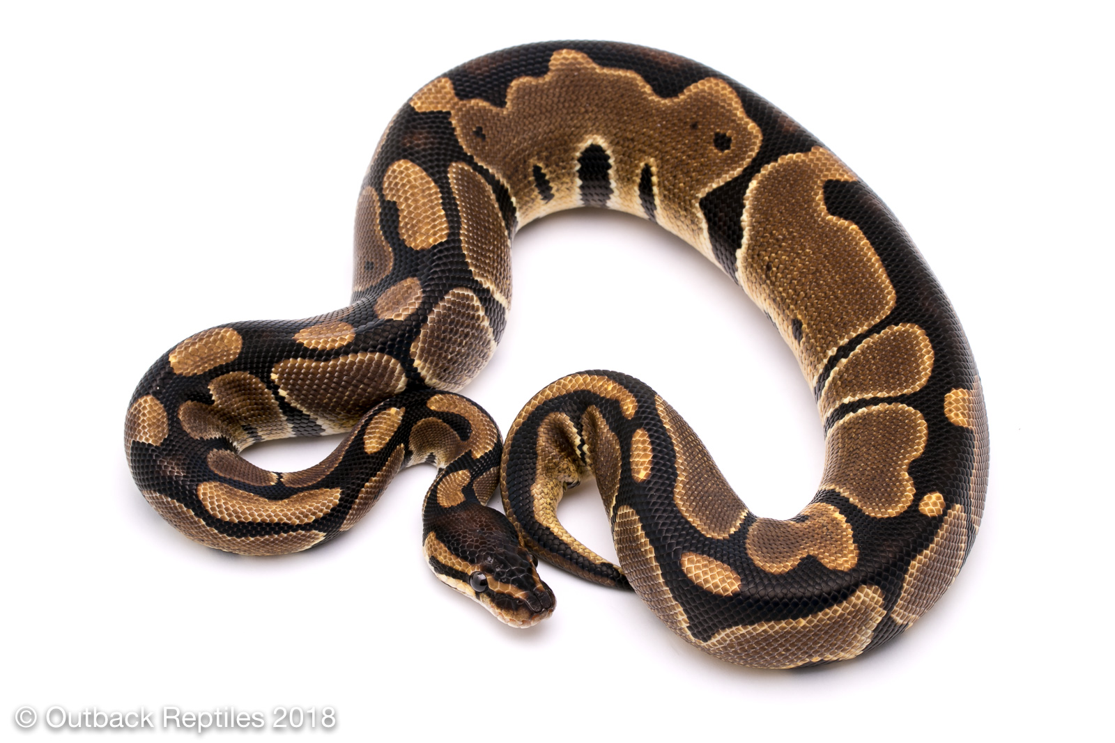 lace male | Outback Reptiles