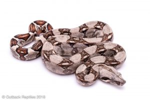 Colombian redtail boa for sale