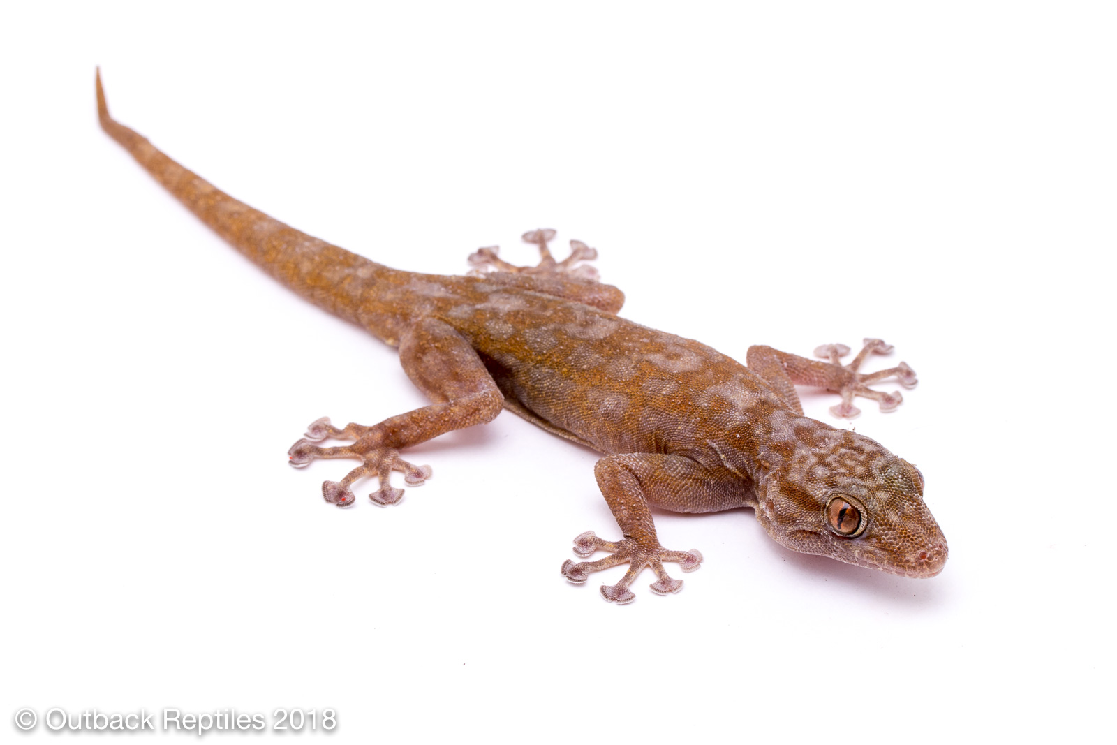 fan foot gecko | Outback Reptiles