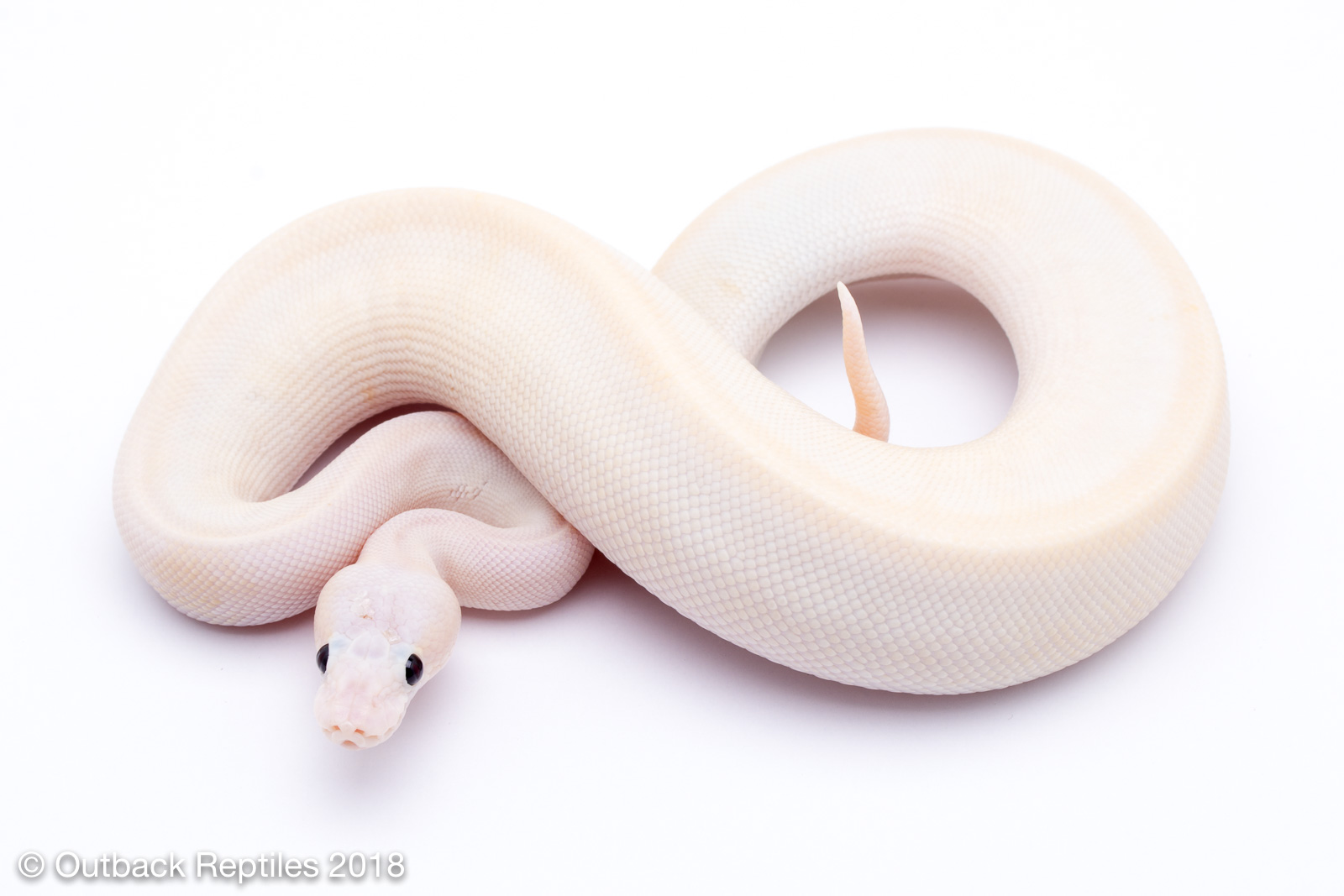 Super Pastel lesser champagne 2 | Outback Reptiles