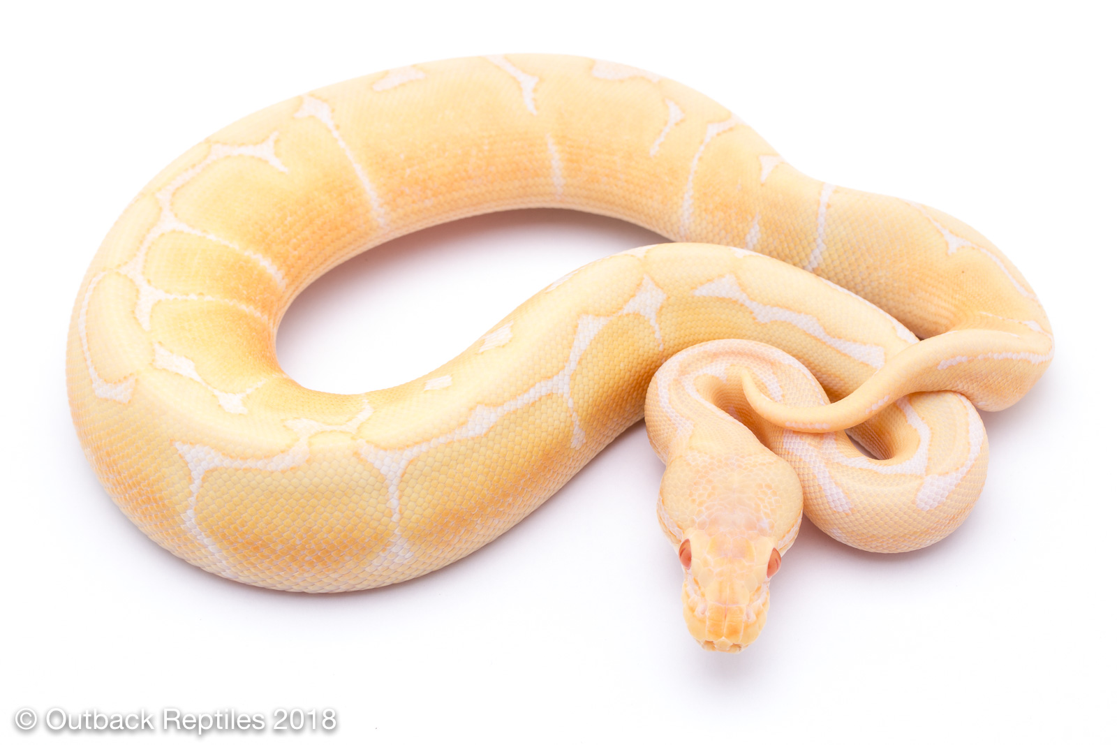 albino spider female 1 | Outback Reptiles