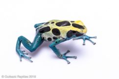 Poison dart frog care guide