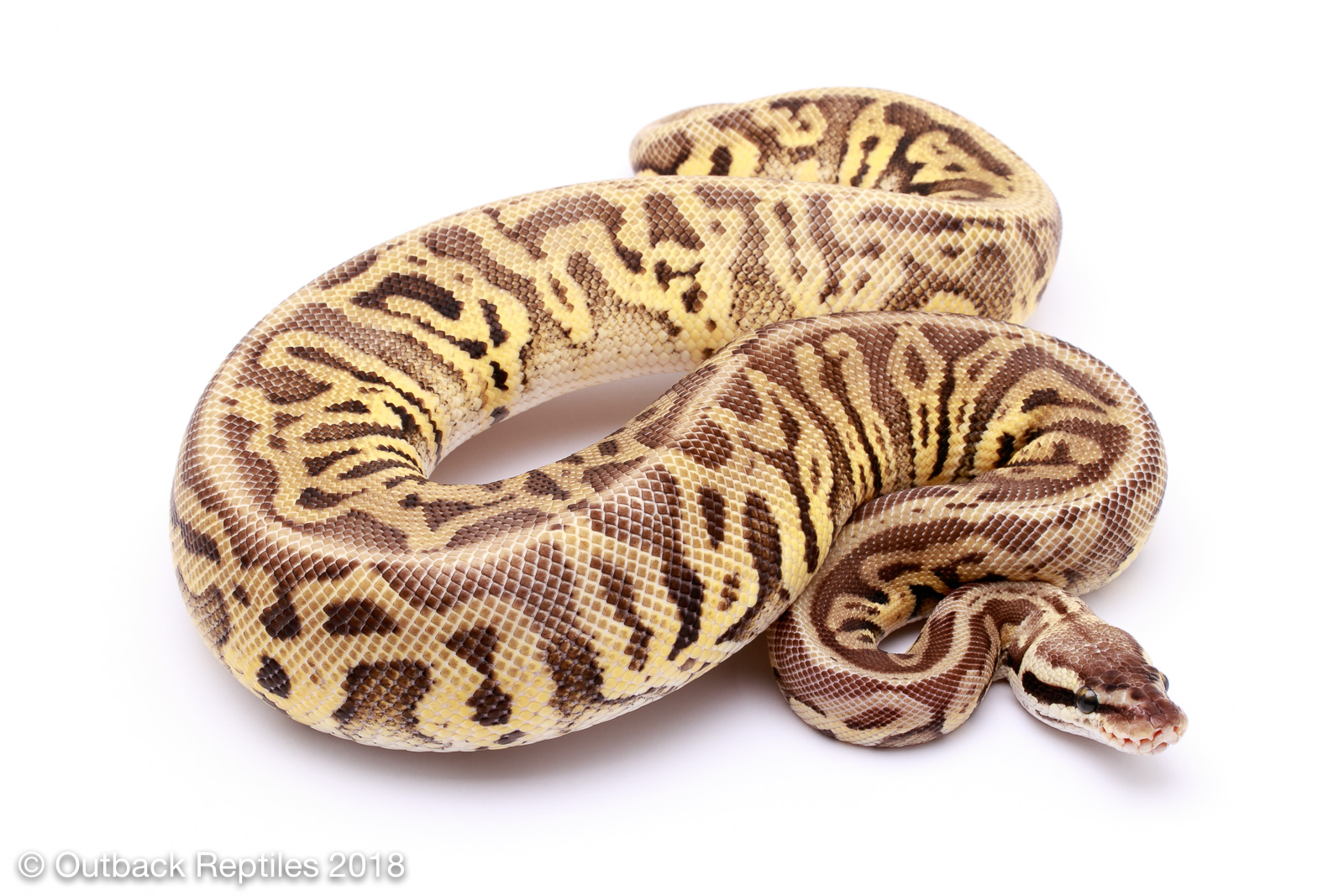 super pastel leopard ph clown gstripe | Outback Reptiles