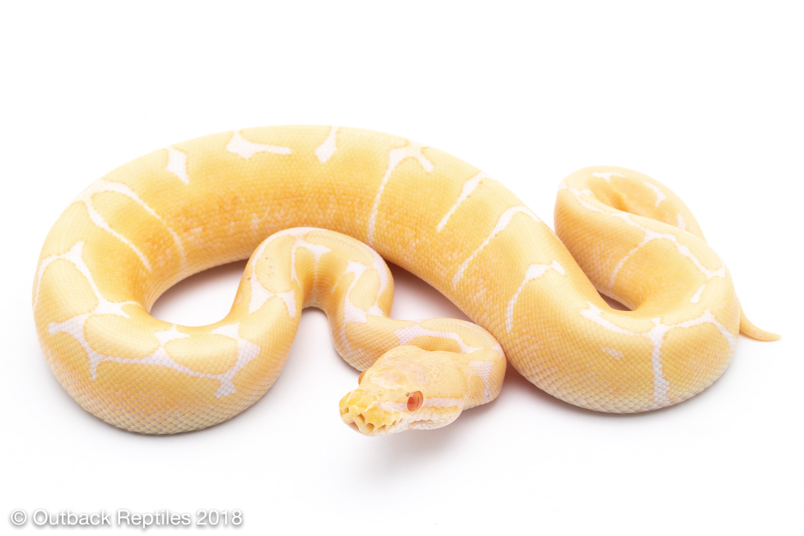 albino spider female | Outback Reptiles