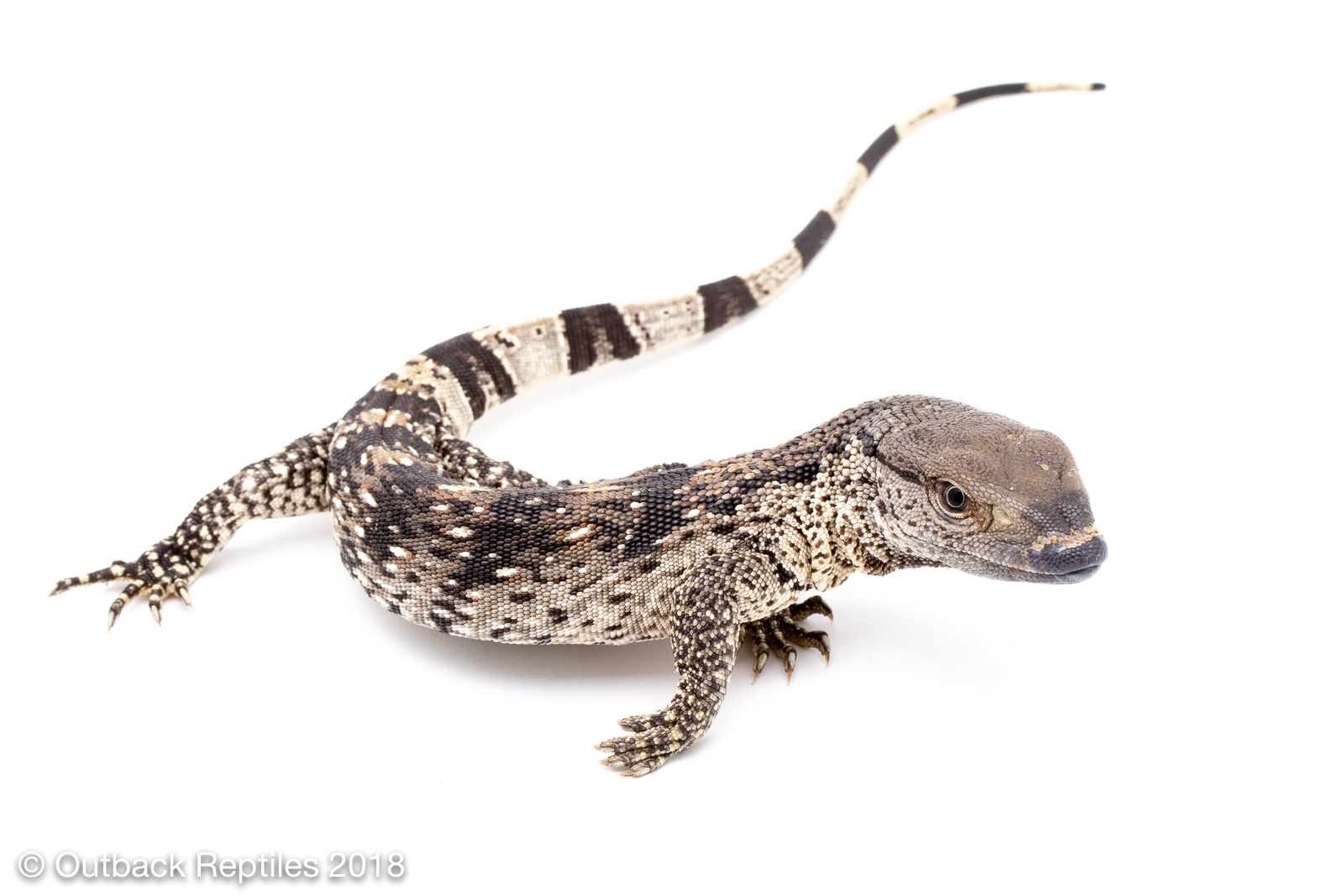 white throat monitor | Outback Reptiles