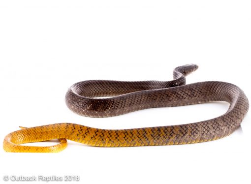 yellow tail cribo | Outback Reptiles