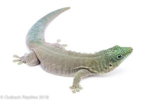 day gecko for sale