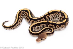 cypress black pastel fire ball python