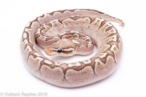 bamboo ball python