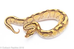 butter fire ball python