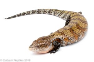 kei island blue tongue skink