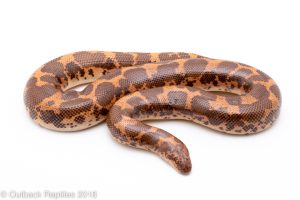 kenyan sand boa