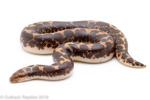 kenyan sand boa