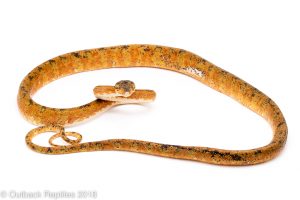 pied amazon tree boa