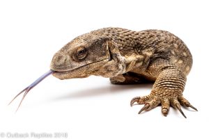 adult savannah monitor