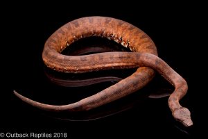 solomon island boa candoia paulsoni