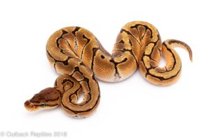 orange dream pinstripe ball python for sale