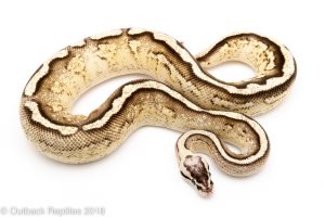 pastel super stripe ball python for sale