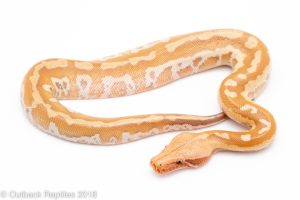 t positive matrix blood python for sale