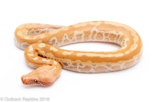 t positive matrix blood python