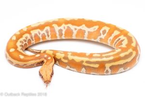 t-positive albino blood python for sale