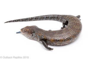 kei island blue tongue skink for sale