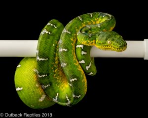 high yellow emerald tree boa for sale