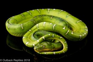 emerald tree boa for sale