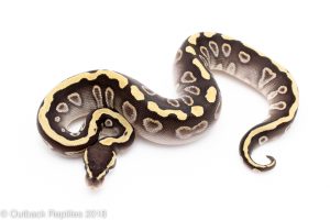 GHI Mojave Ball Python for sale