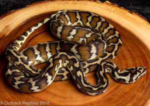 Irian Jaya carpet python for sale