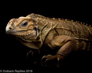 rhino iguana for sale