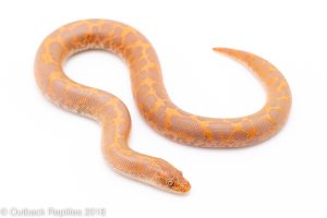 albino kenyan sand boa for sale