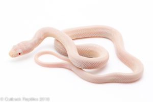 albino lucy ratsnake for sale