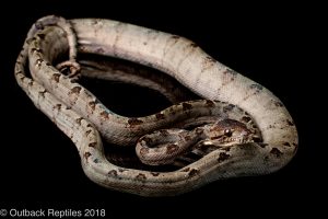 amazon tree boa for sale