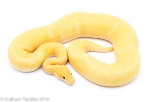 banana super enchi pinstripe ball python for sale