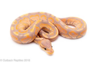 black pastel banana ball python for sale