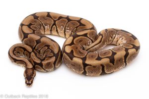 black pastel spider bee ball python for sale