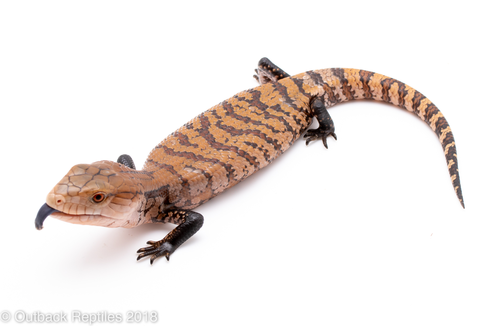 blue tongue skink plush