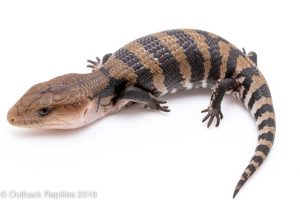 irian jaya blue tongue skink for sale