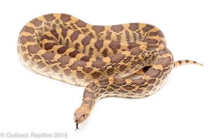 bull snake for sale