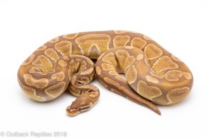 caramel ball python for sale