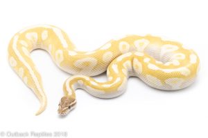 crystal ball python for sale