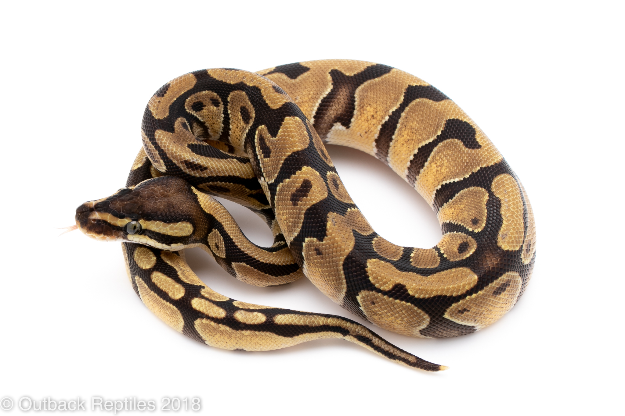 enchi het vpi female | Outback Reptiles