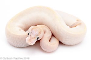 ivory ball python for sale