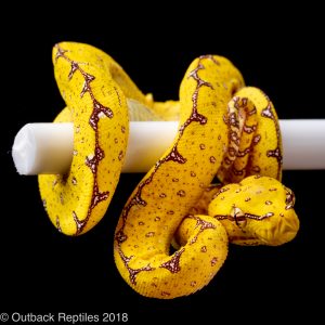 jayapura green tree python for sale