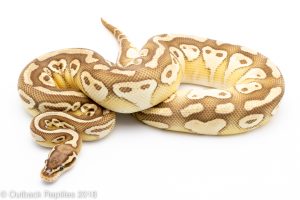 pastel butter het clown ball python for sale