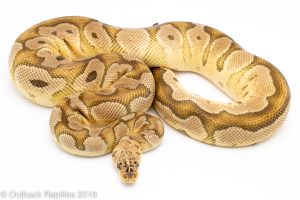 adult pastel clown ball python for sale