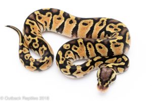 pastel het clown Ball Python for sale